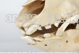 Skull Boar - Sus scrofa 0013
